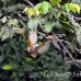 monkey_squirrel_common_la_h_0685_ecu2666.jpg